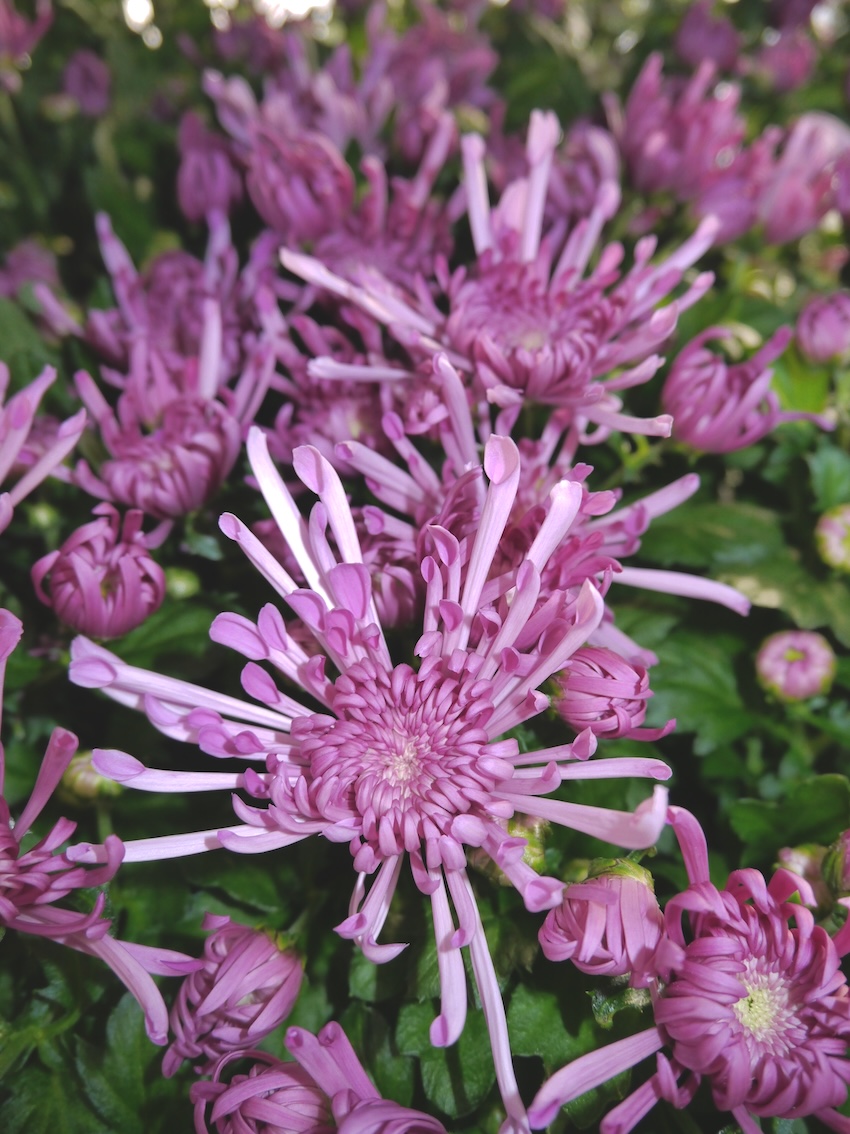 Krysantemum Splash Funky