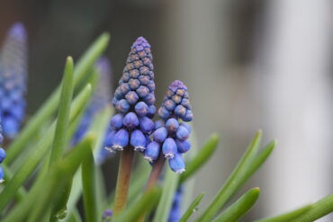 Vårblomstrende muscari