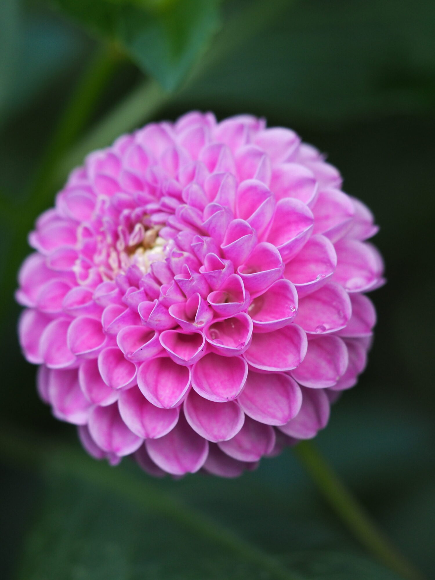 Rosa balldahlia.