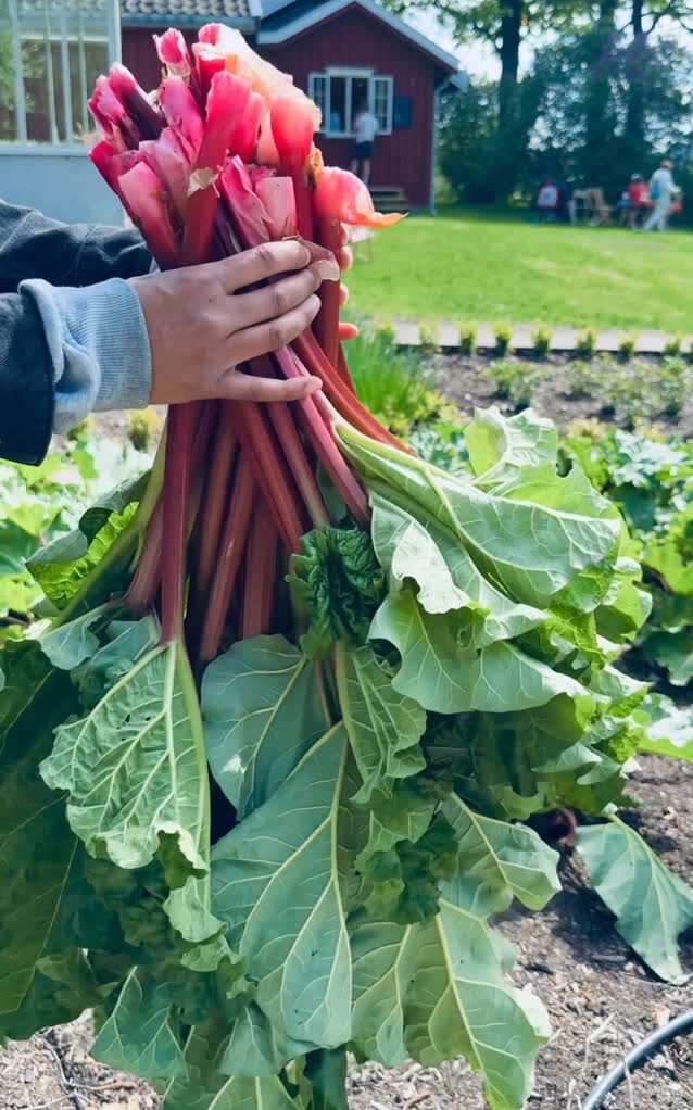 Nyhøstede rabarbra på Fåbro gård