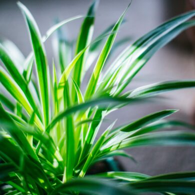 Grønn inneplante i sollys