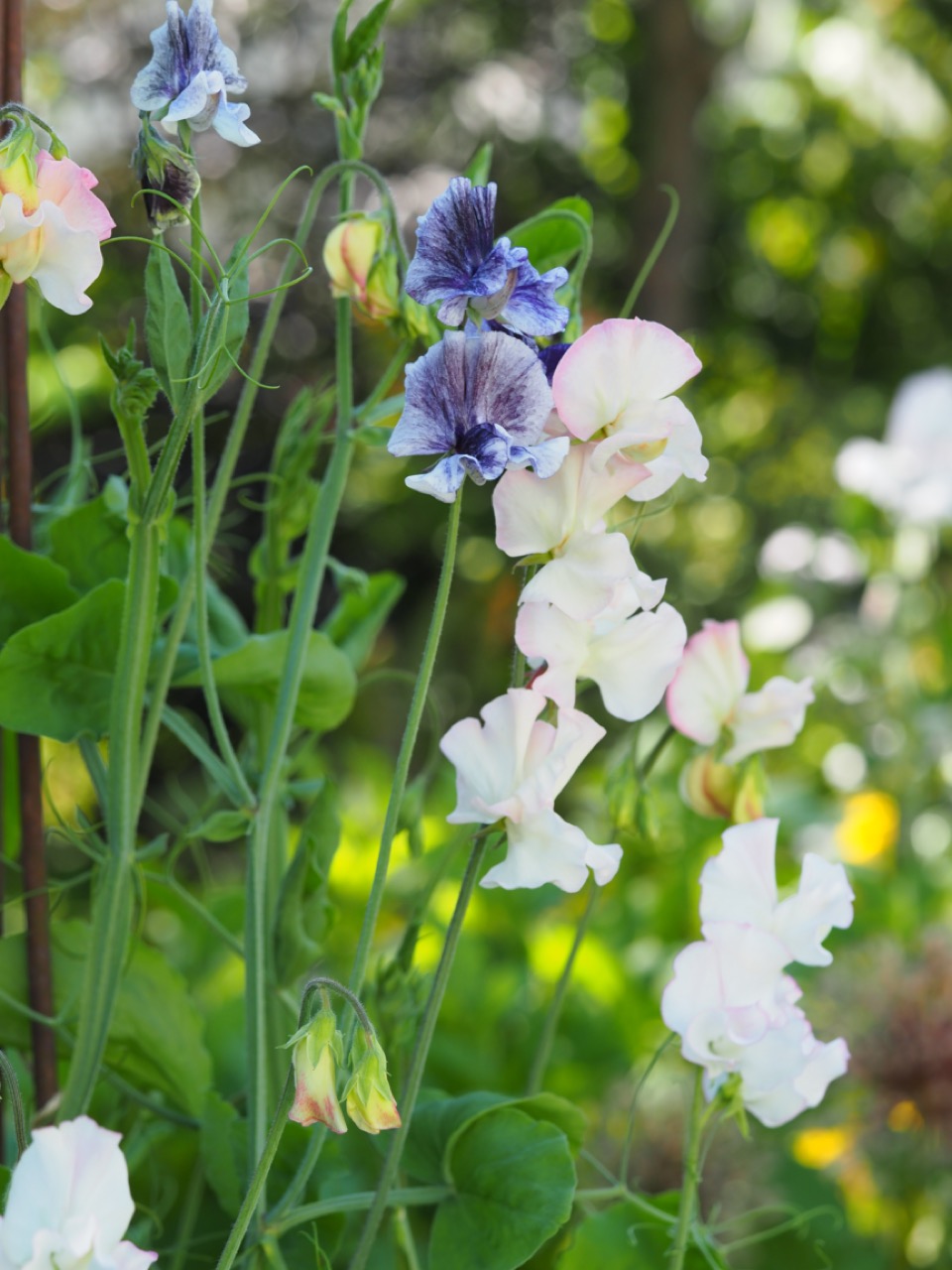 Klatreplanter Lathyrus