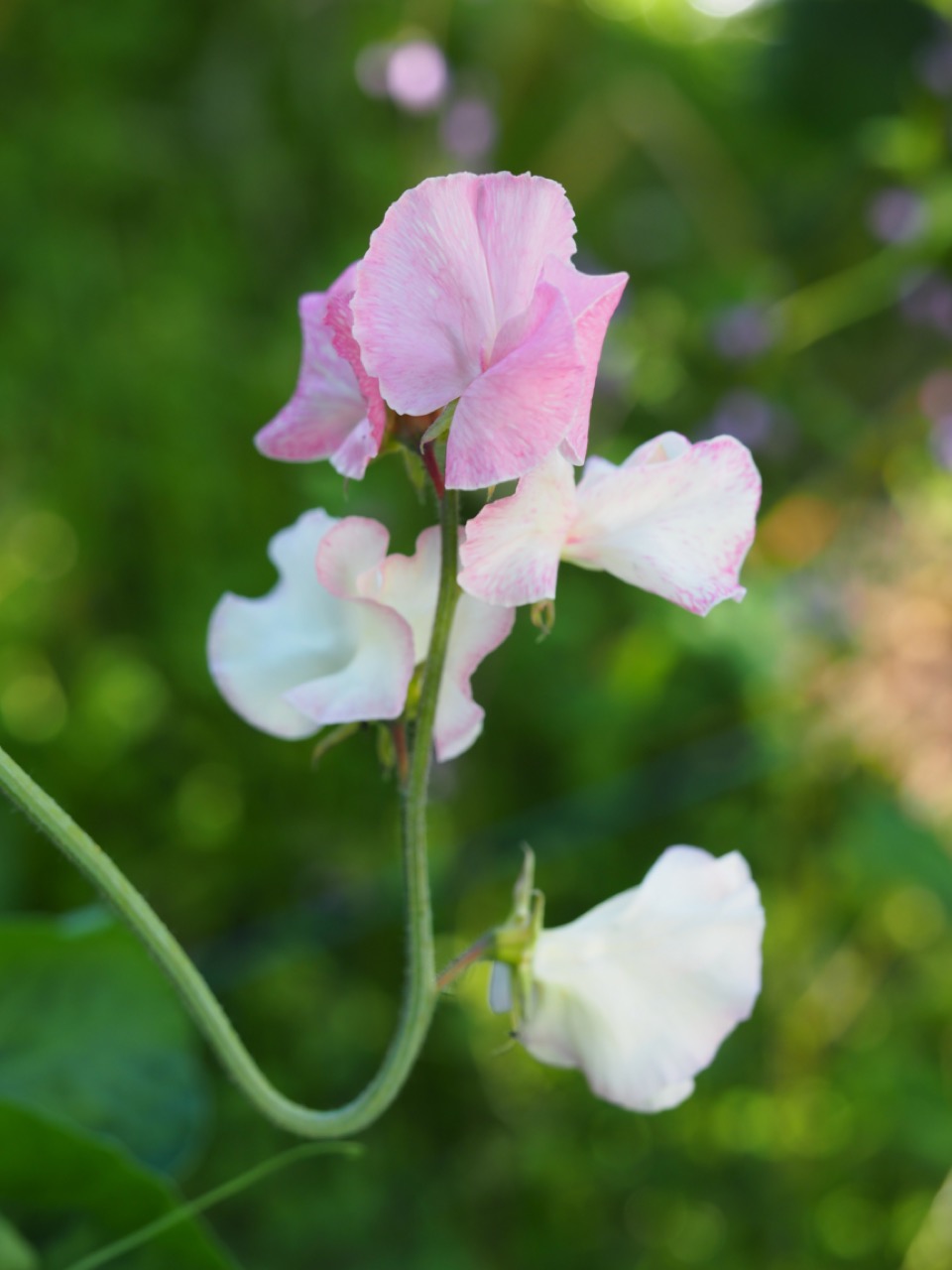 Klatreplanter Lathyrus i rosa