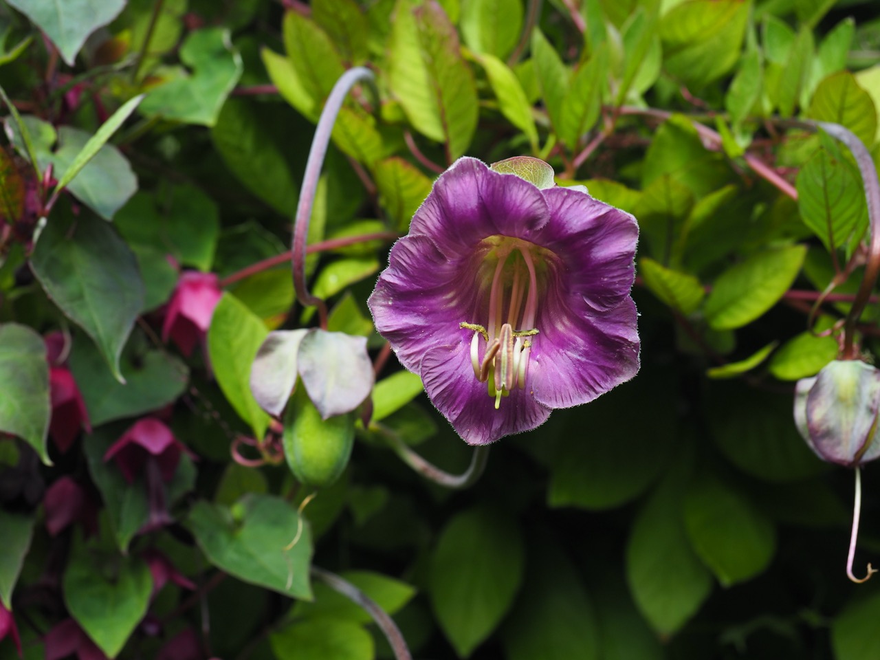 Klokkeranke fra egne planteretter å så frø i mars