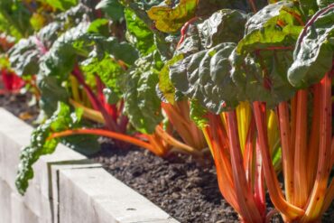 Bladgrønnsaker med fargerike stilker