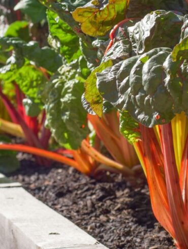 Bladgrønnsaker med fargerike stilker