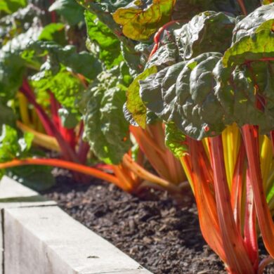 Bladgrønnsaker med fargerike stilker