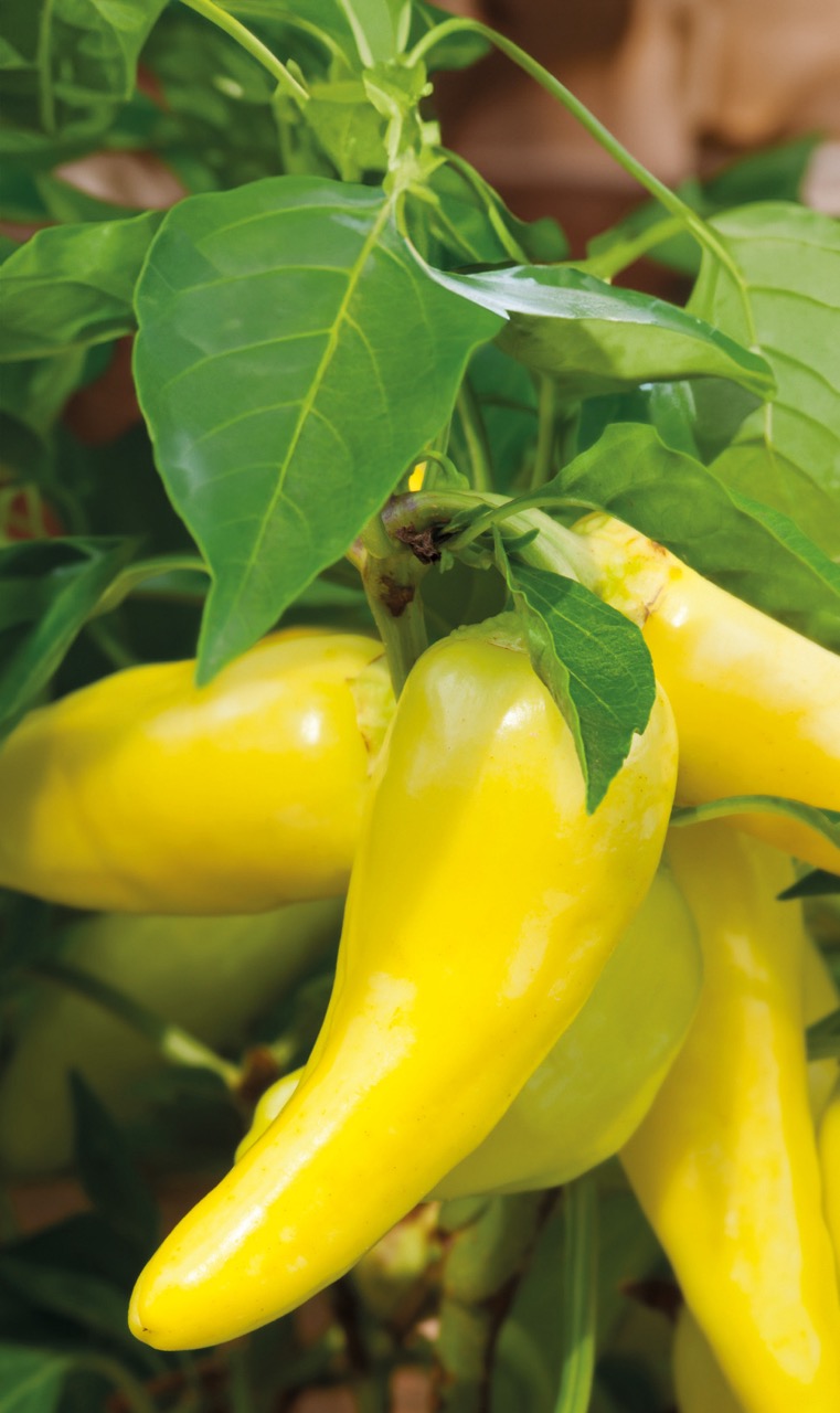 Paprika Lemon Dream fra Weibulls med vänner