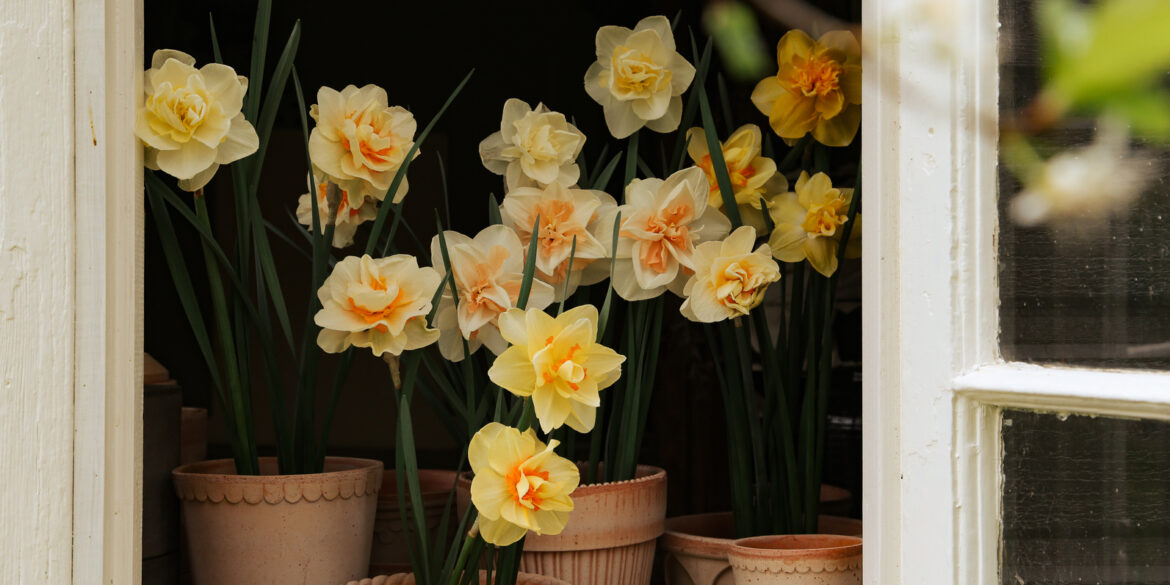 Vindu med narcisser i potte