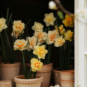 Vindu med narcisser i potte