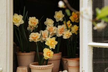 Vindu med narcisser i potte