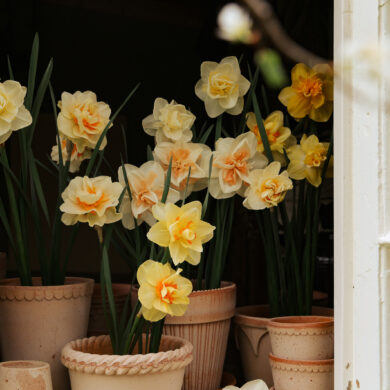 Vindu med narcisser i potte