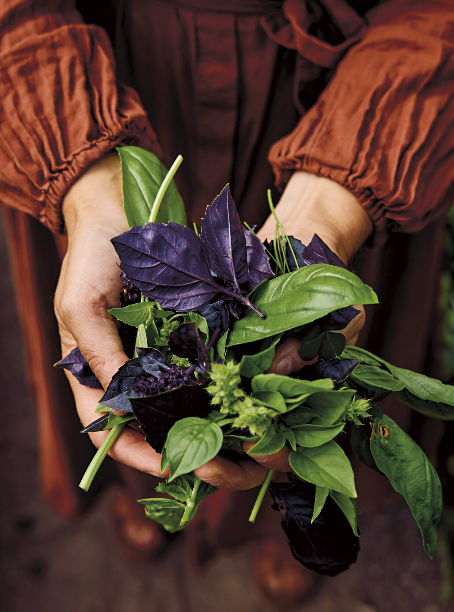 Bilde fra boken Örter av Tove Nilsson, foto Lennart Weibull, forlag Natur & Kultur