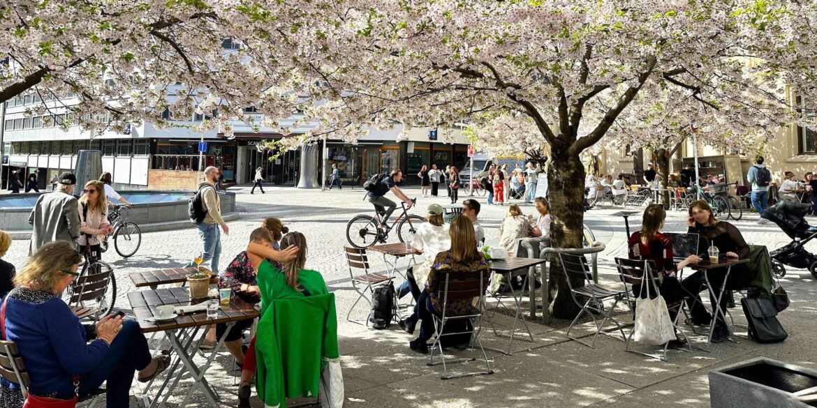 Kirsebærblomstring på St. Olavs plass i Oslo