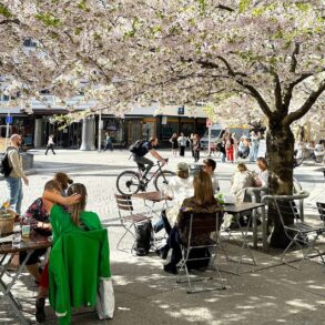 Kirsebærblomstring på St. Olavs plass i Oslo