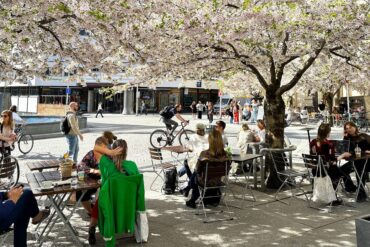 Kirsebærblomstring på St. Olavs plass i Oslo