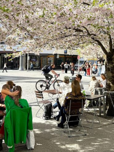Kirsebærblomstring på St. Olavs plass i Oslo