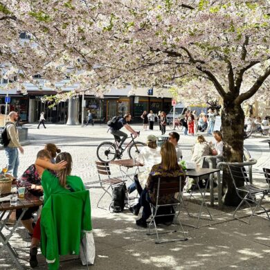 Kirsebærblomstring på St. Olavs plass i Oslo