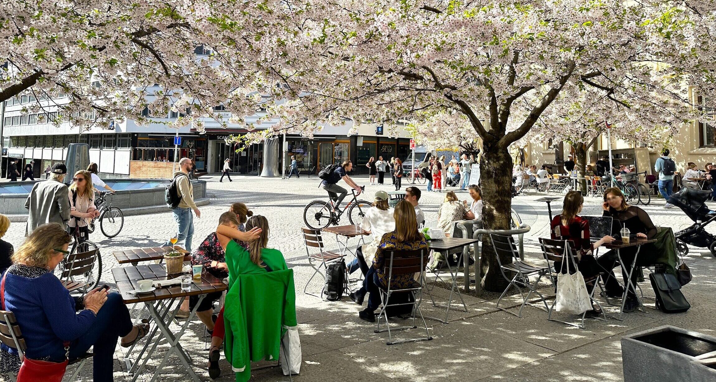 Kirsebærblomstring på St. Olavs plass i Oslo