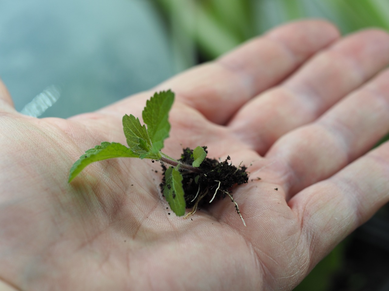 Frøplante som prikles