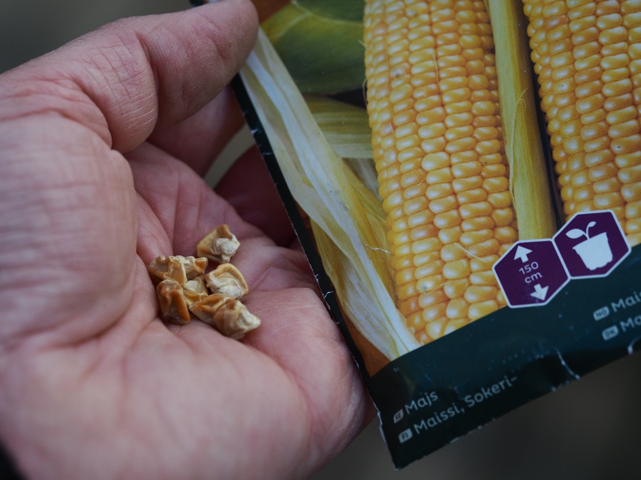 Dyrk popcorngress på den riktige måten