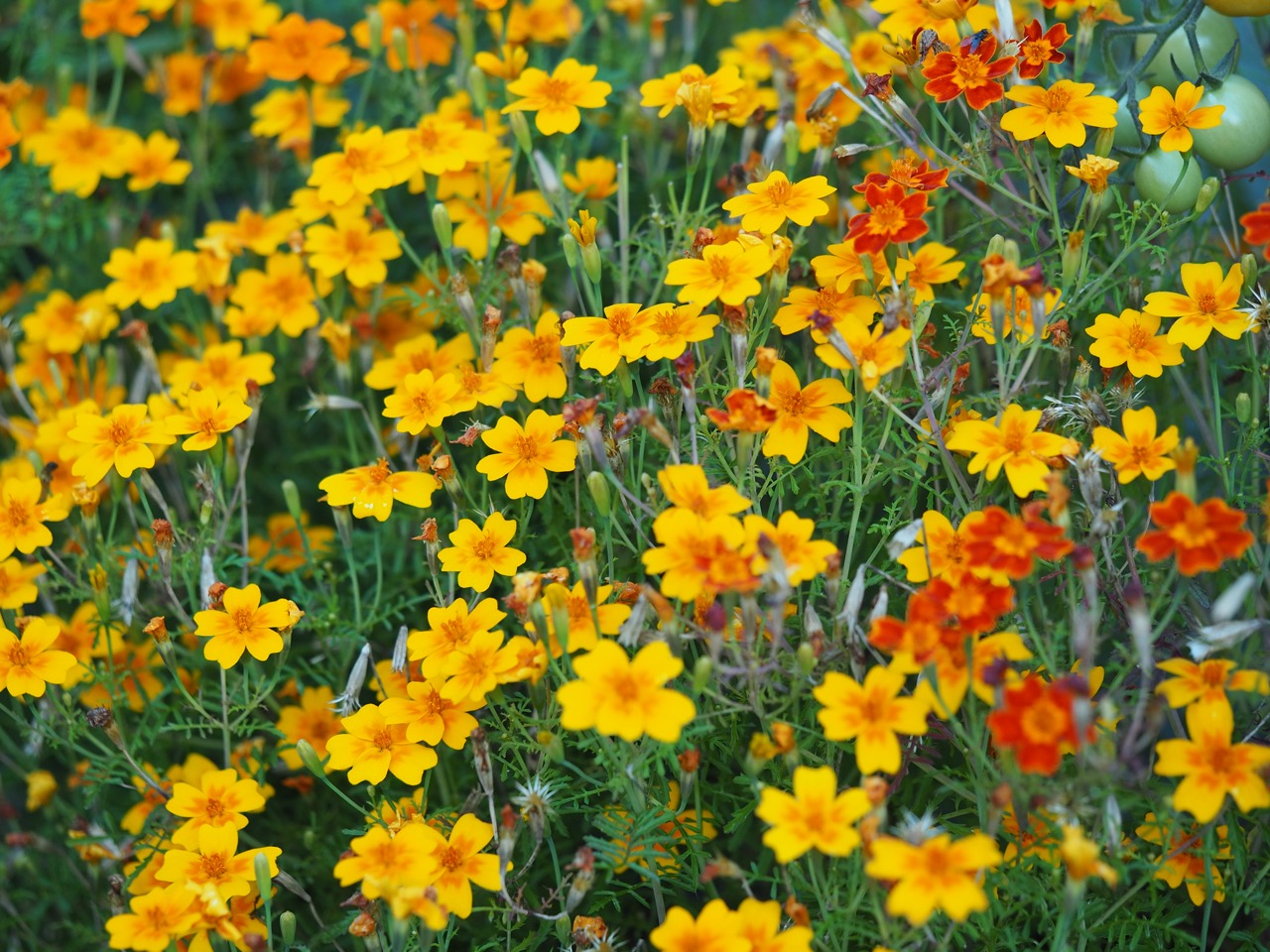 Direkteså tagetes